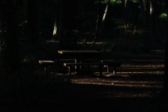 木立ちの中のベンチ