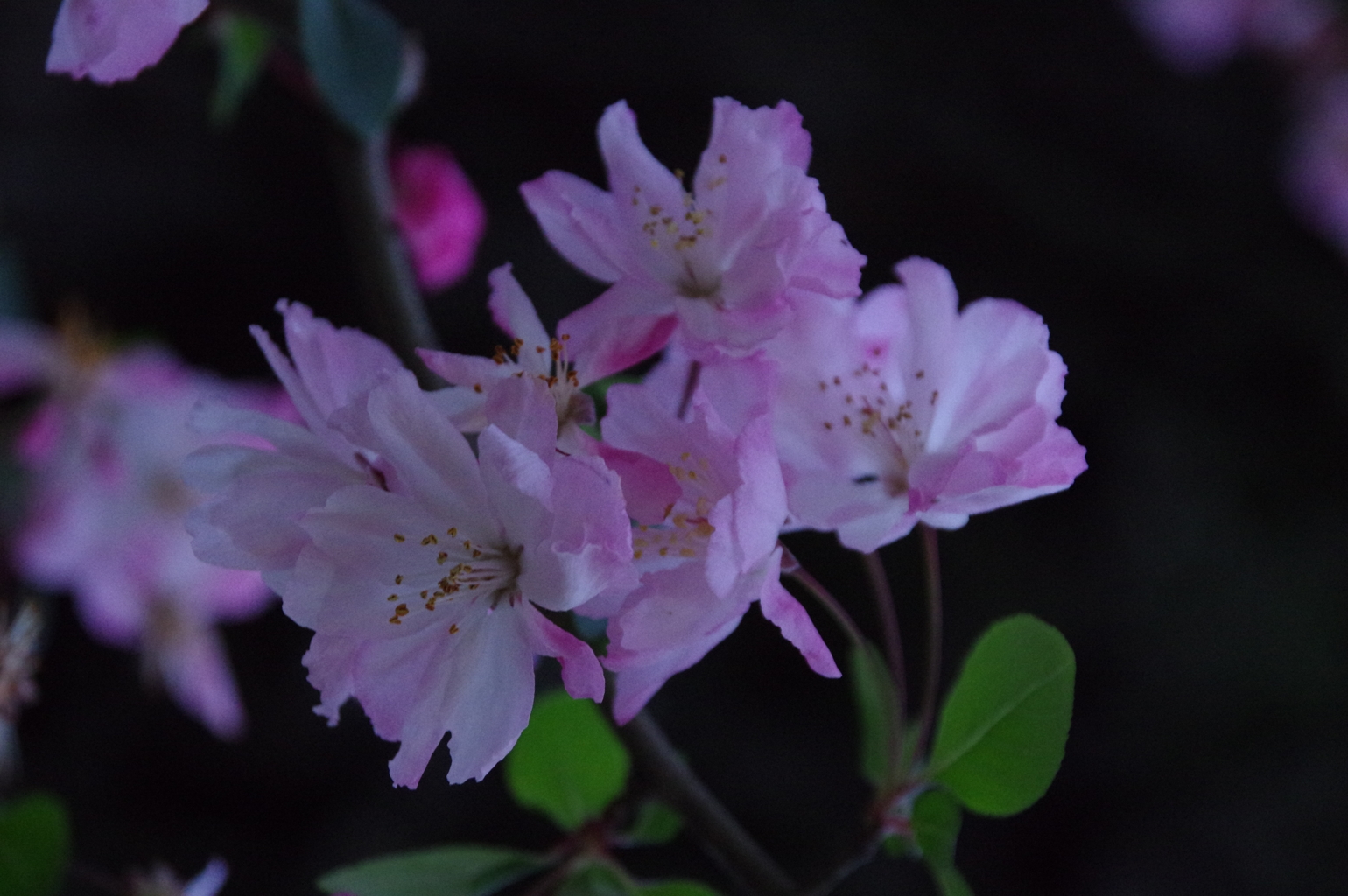 山桜