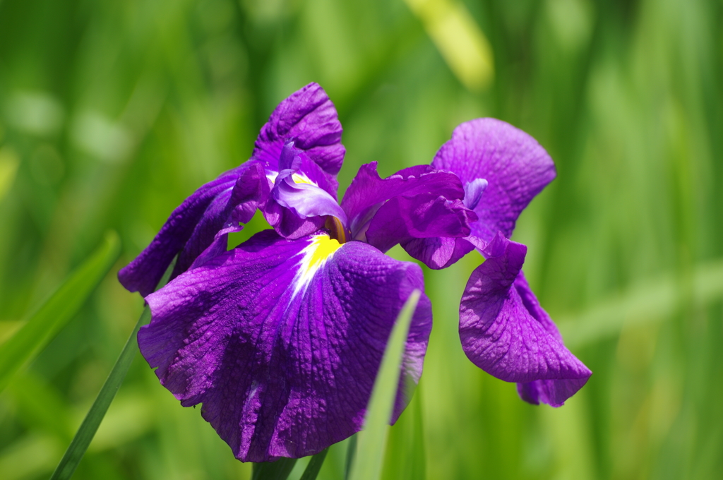 花菖蒲