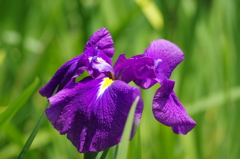 花菖蒲