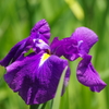 花菖蒲