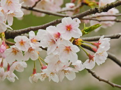 千鳥ヶ淵の桜