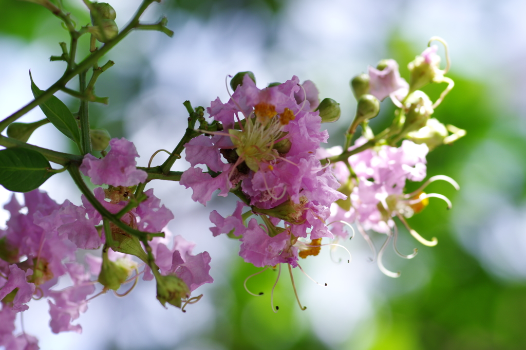 陽光の中の花