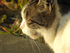 表情ゆたかな野良猫