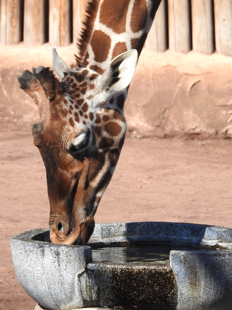 多摩動物公園　キリン