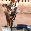 多摩動物公園　キリン