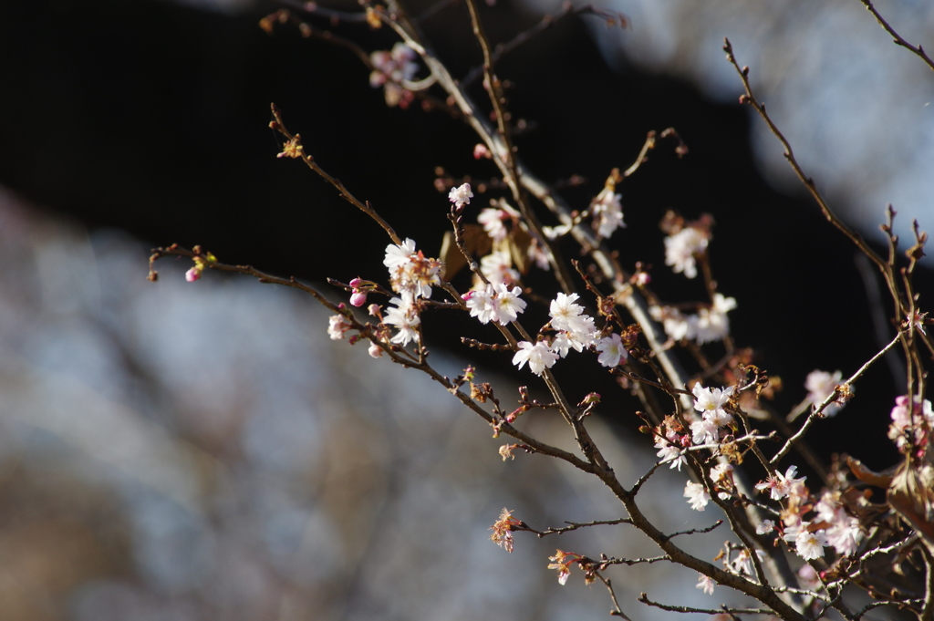 師走の十月桜