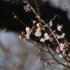 師走の十月桜
