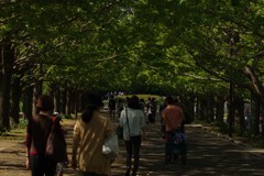 ぎんなん踏み踏み