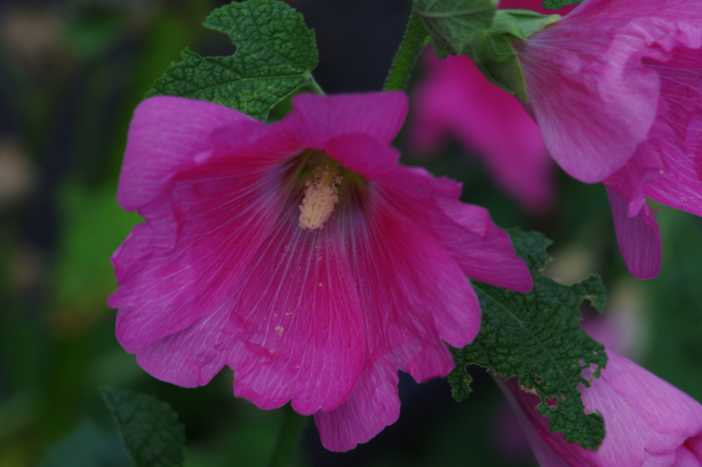 道端の花（３）