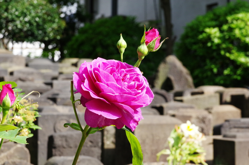 無縁仏に薔薇を