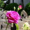 無縁仏に薔薇を