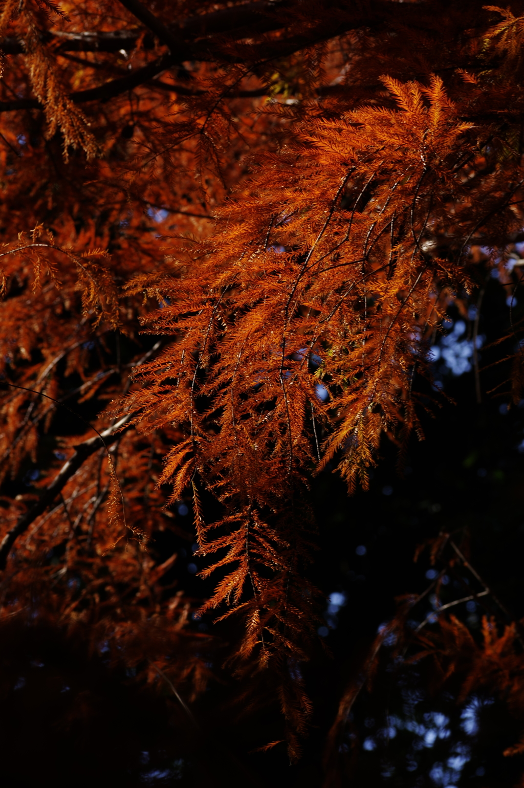 紅い針葉樹
