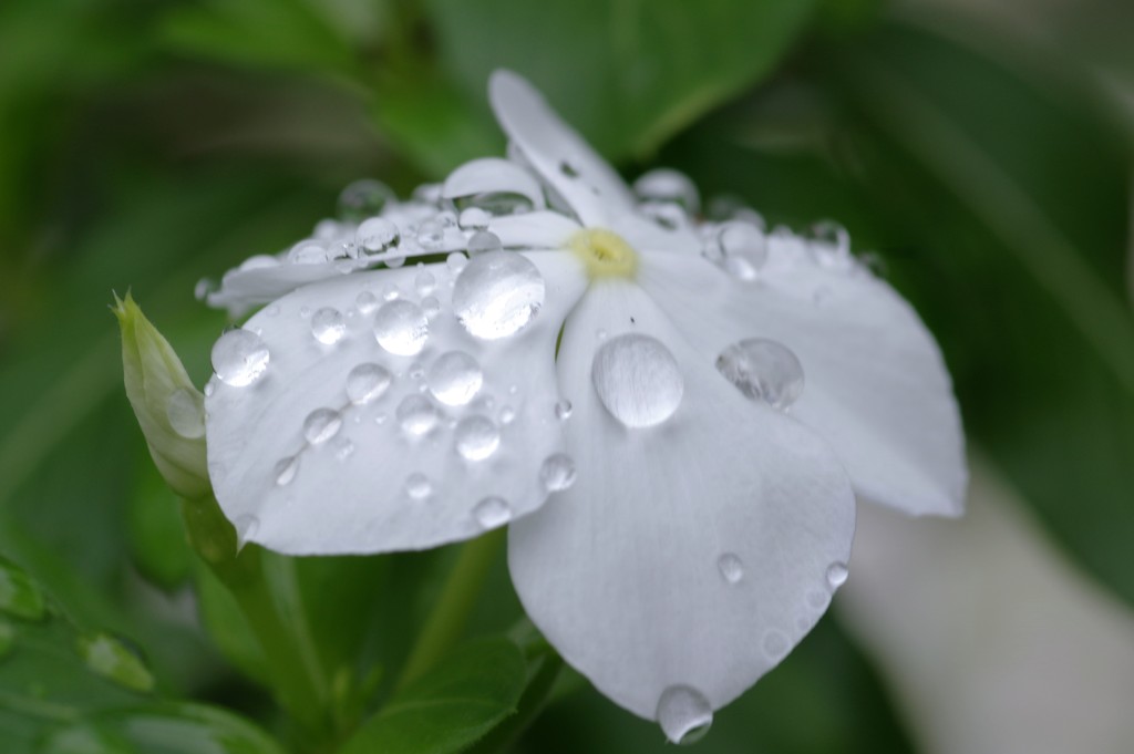 花と滴４