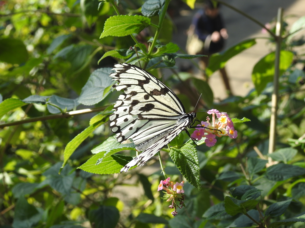 多摩動物公園　昆虫生態園（７）