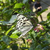 多摩動物公園　昆虫生態園（７）