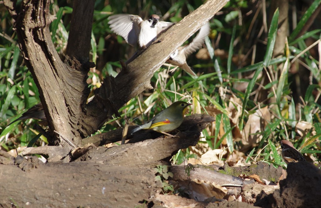 相思鳥は包囲された、速やかに投降せよ