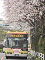桜の下を走るバス