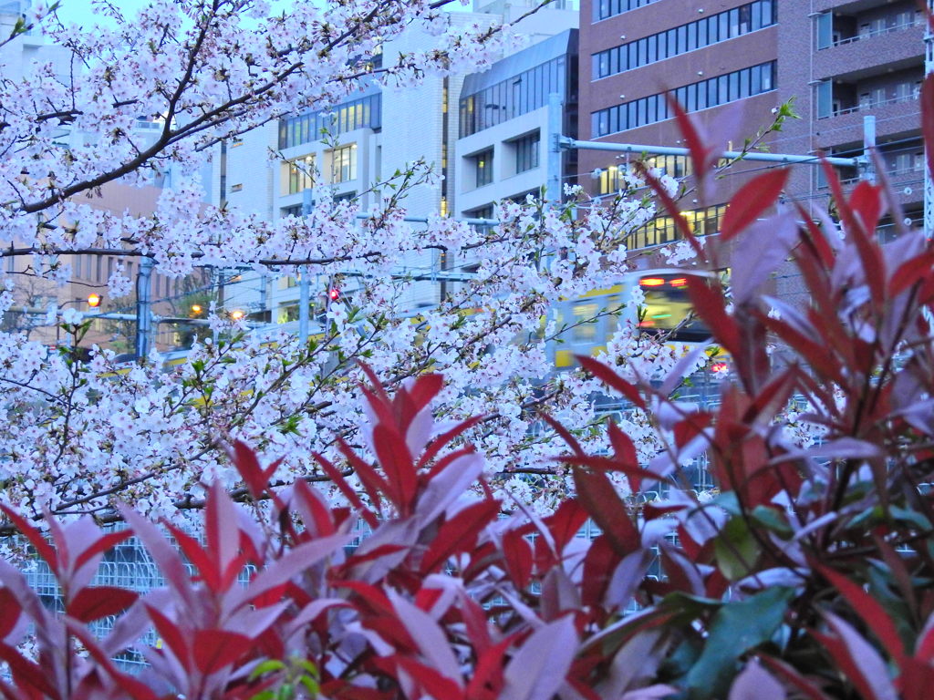 桜の中の通勤電車