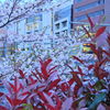 桜の中の通勤電車