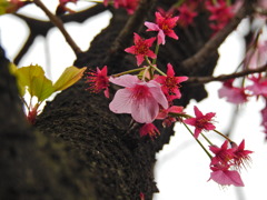 千鳥ヶ淵の桜