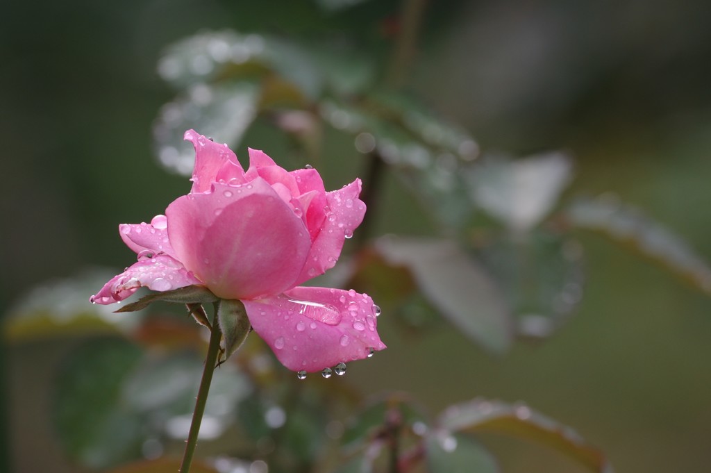 雨上がりのバラ　その５
