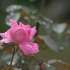 雨上がりのバラ　その５