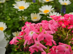 春の花壇