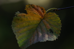 レインボーな紅葉　その２