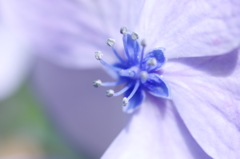 紫陽花のひとつひとつの花のそのまた中心部