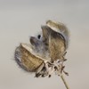 なんかの花の残骸