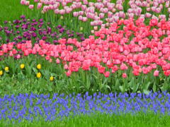 春。いろとりどり