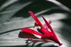 花おちる　その２