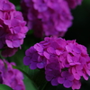 紫陽花　あじさい　アジサイ