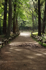 木漏れ日の小道