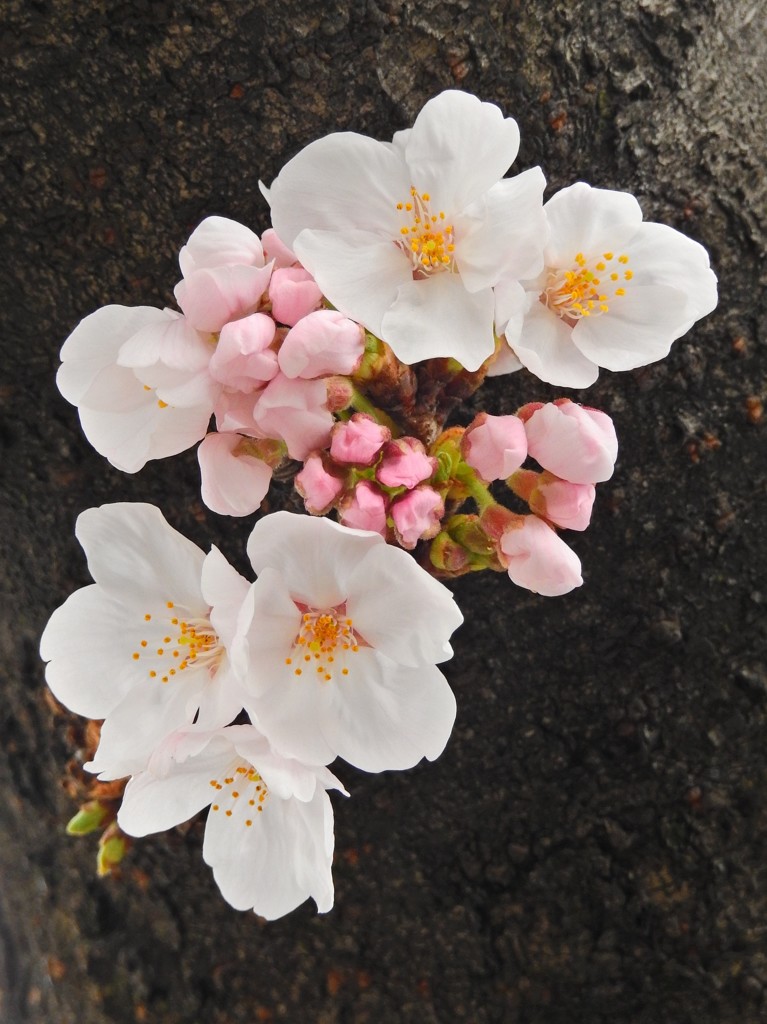 桜堤通り