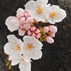 桜堤通り