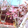 浅草寺の桜