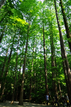 生田緑地