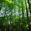生田緑地