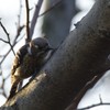 コゲラさんはお食事中