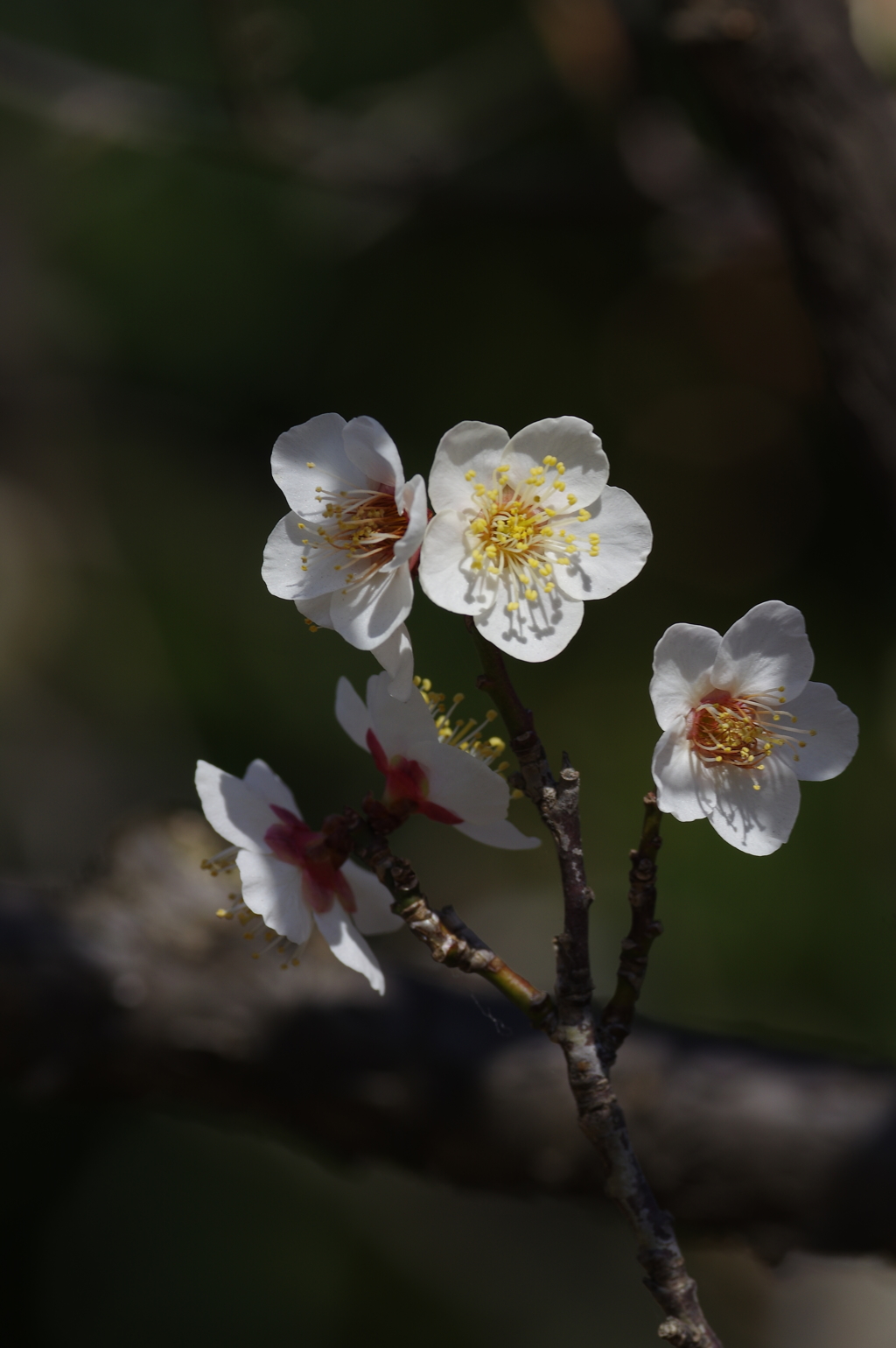 木の上の白梅