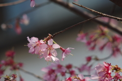 桜・はじまり