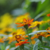 都会の花(3)