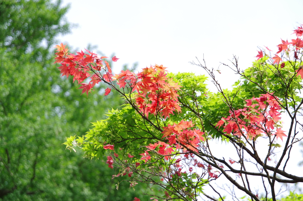 ５月の陽光、もみじを透過