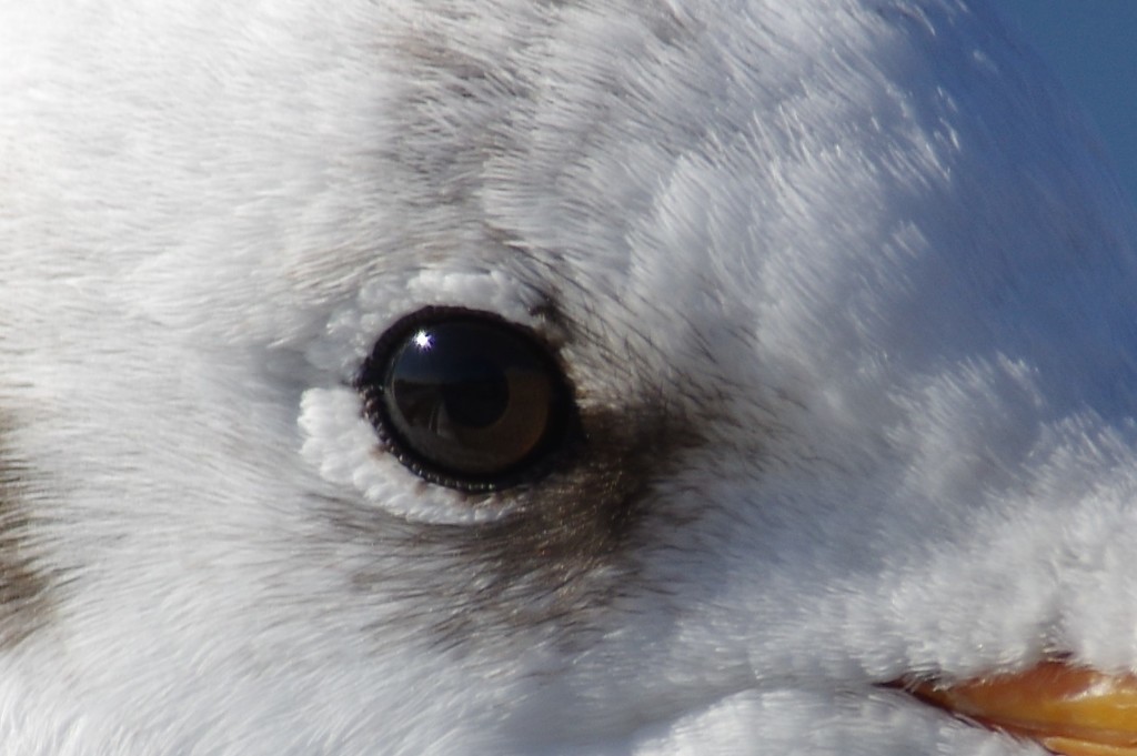 鵜の眼鷹の眼鴎の眼