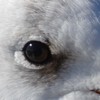 鵜の眼鷹の眼鴎の眼