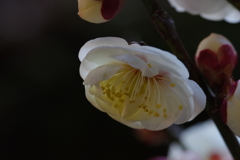 白梅の盆栽をマクロで撮る