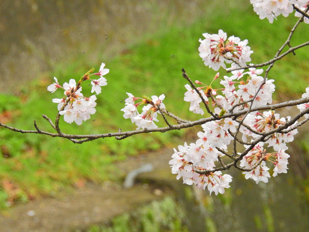 水路の上の桜