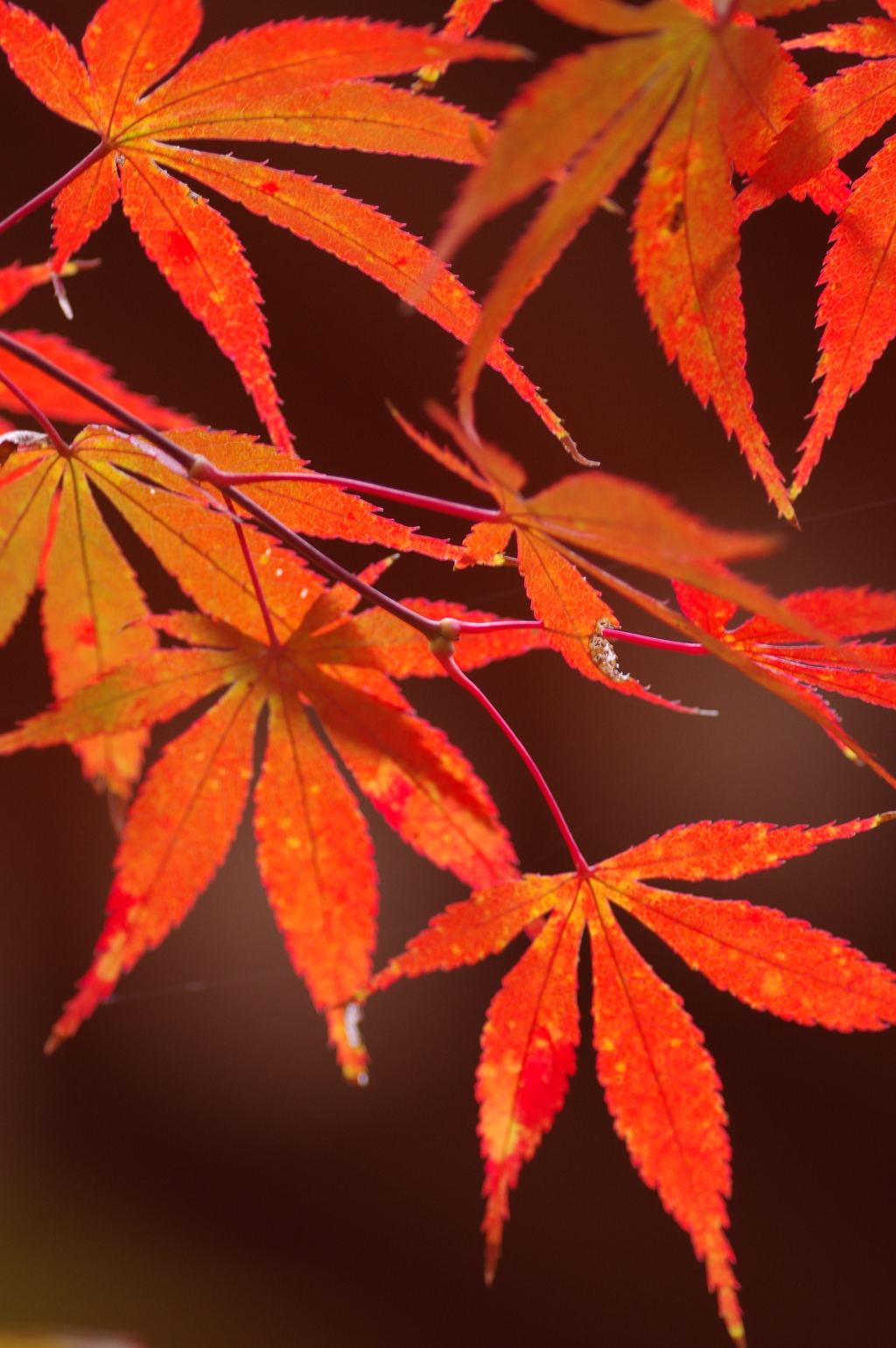 紅葉　その５